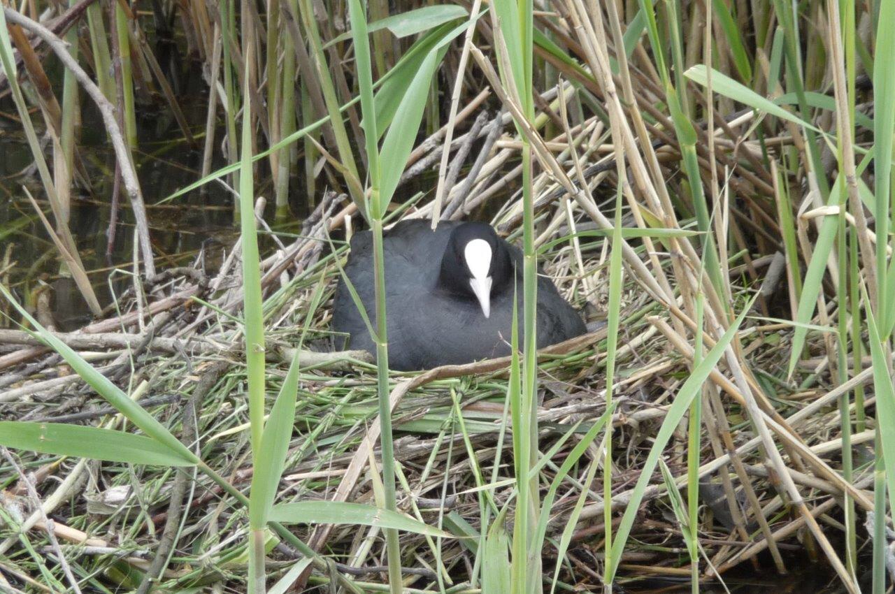 Meerkoet op nest