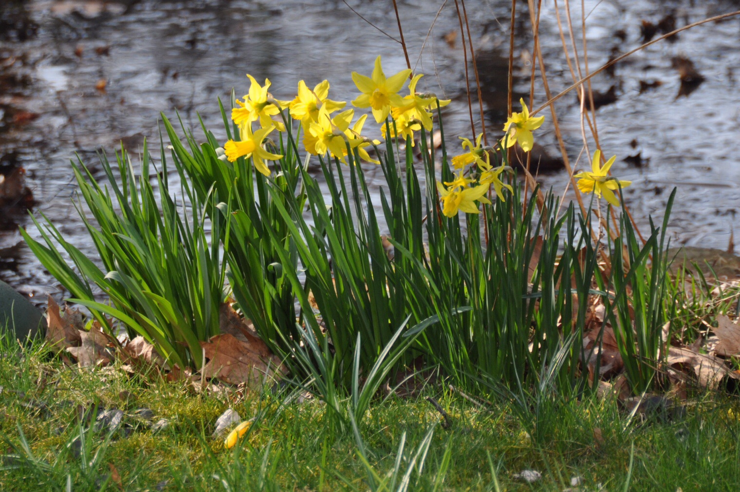 Narcissen