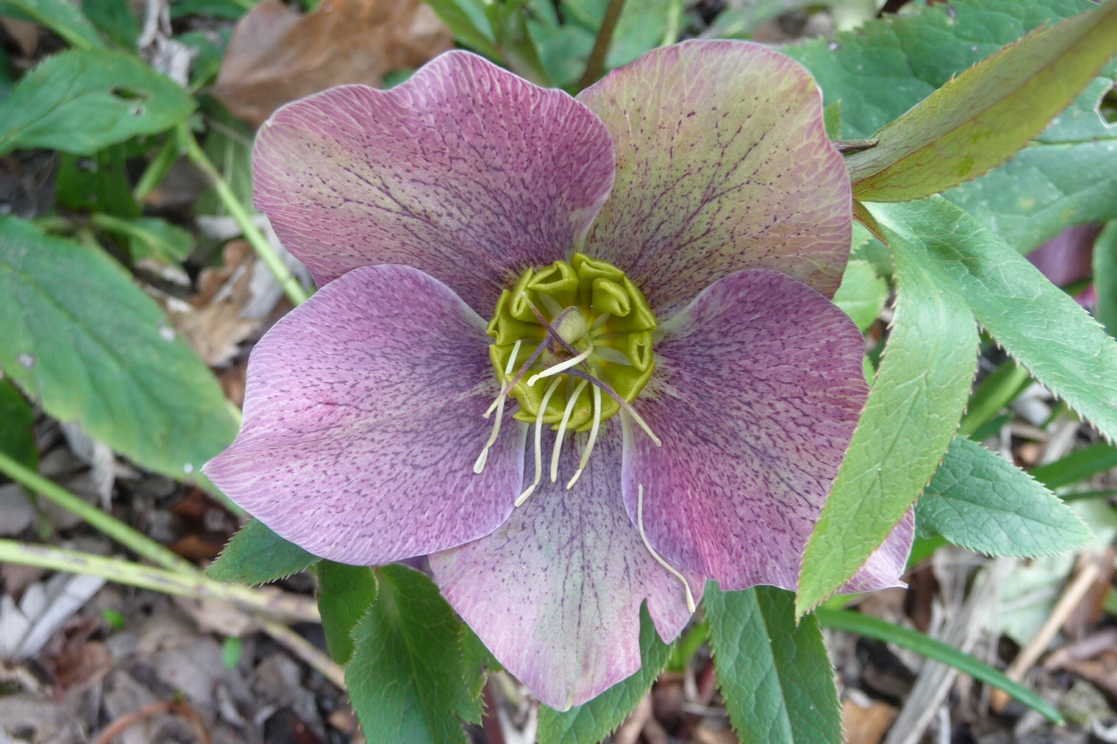 Helleborus