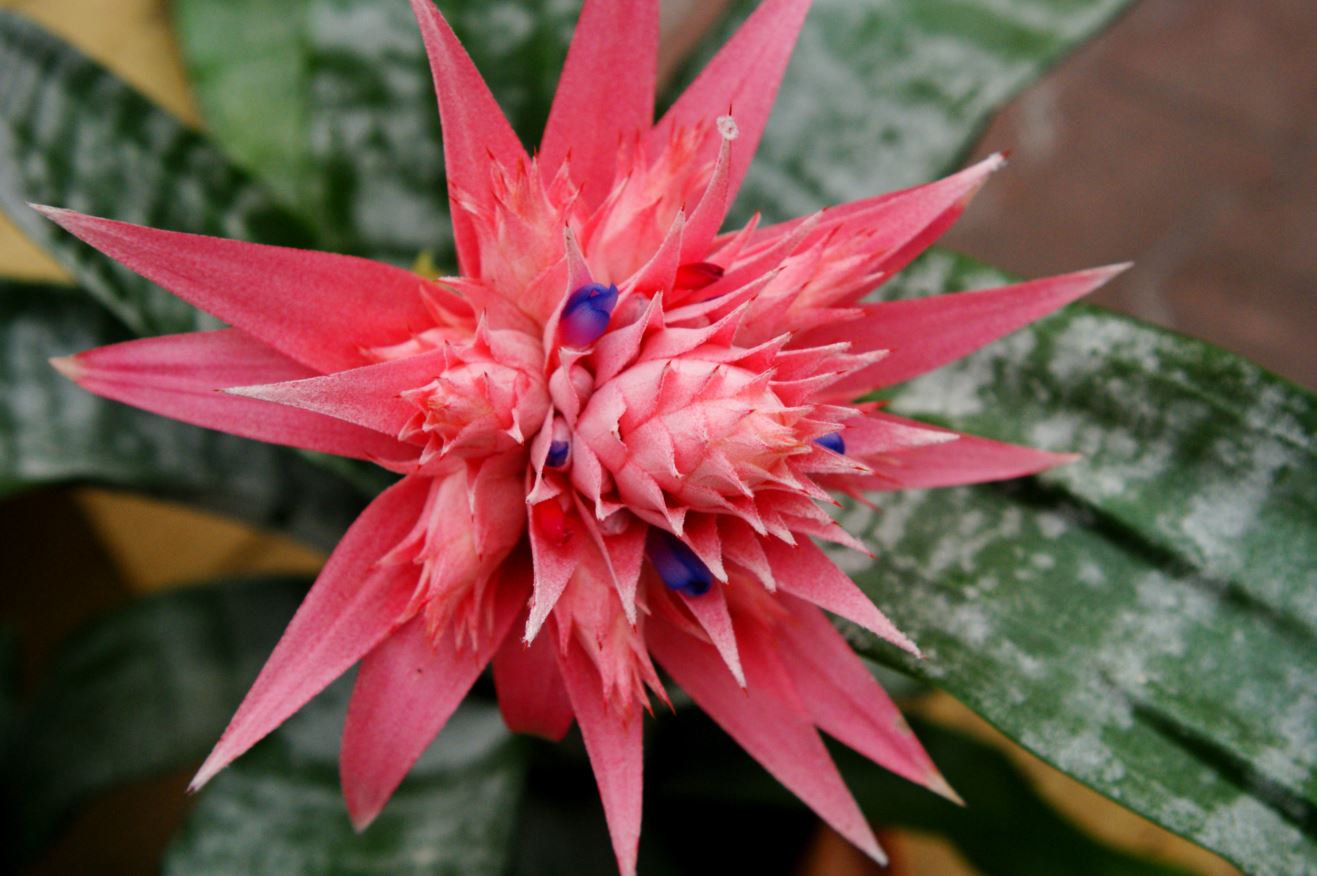 Bromelia