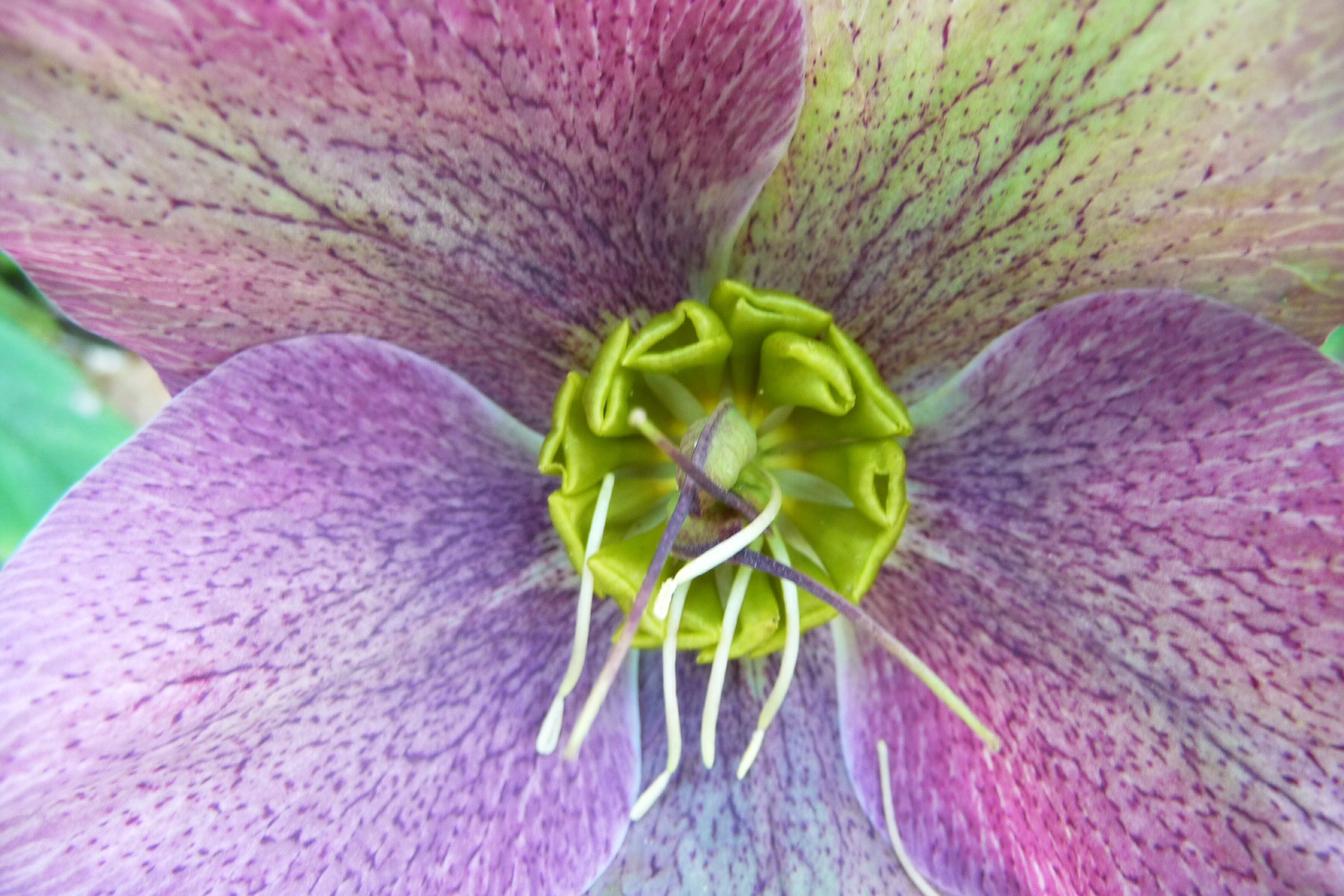 Helleborus 2