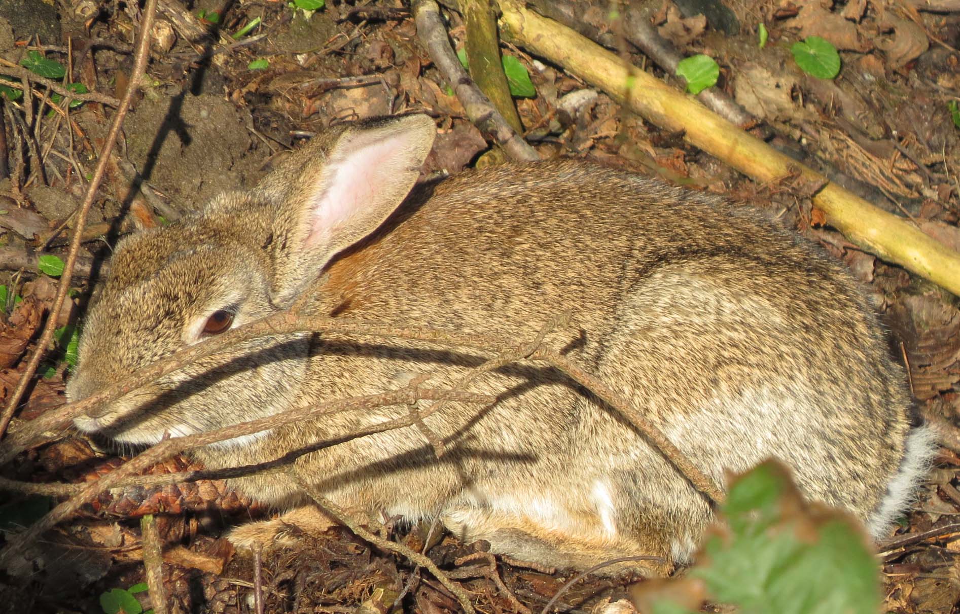 Konijntje in een greppel