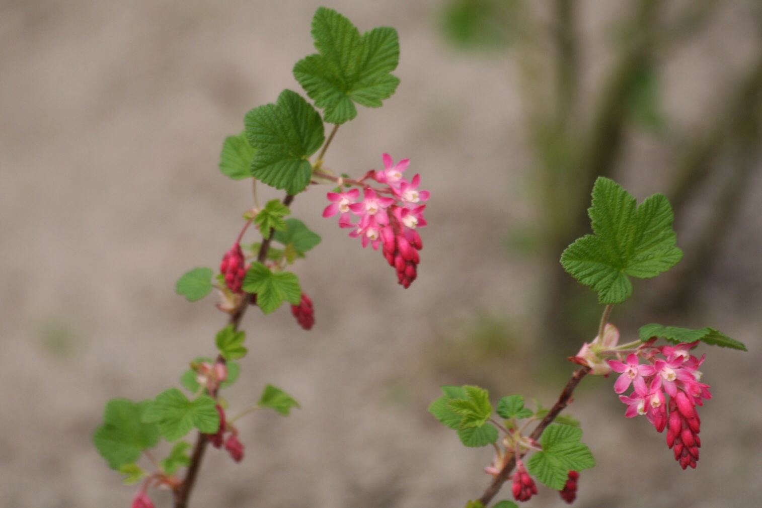 Ribes tweeling