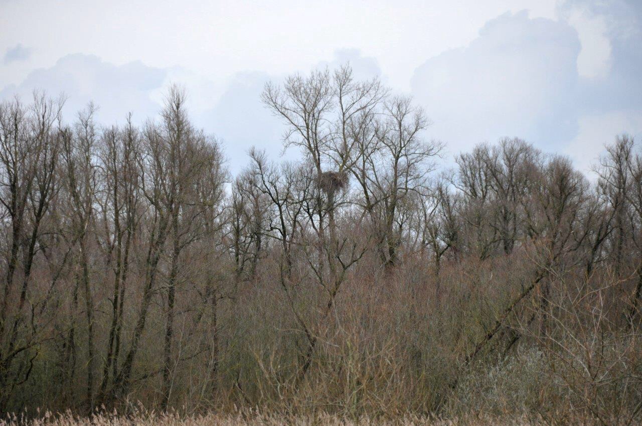 Zeearend nest