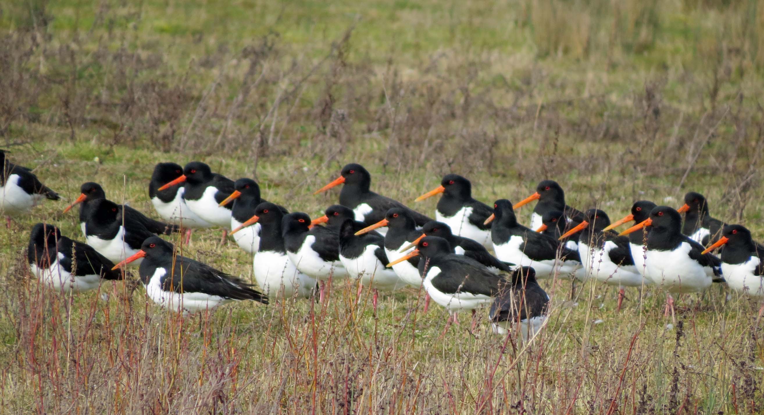 Allemaal de feestneus op...