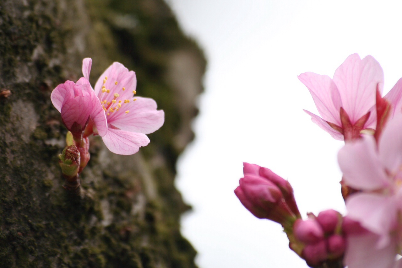Roze bloesem 2
