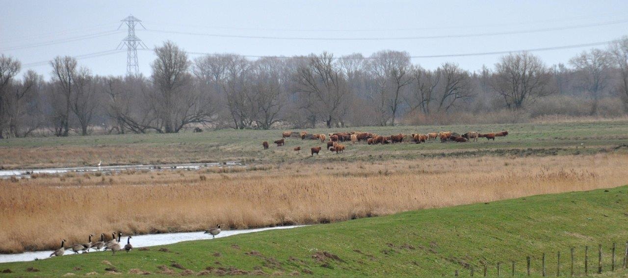 Schotse Hooglanders 3