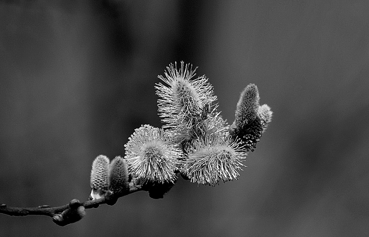 Wilgenkatjes.