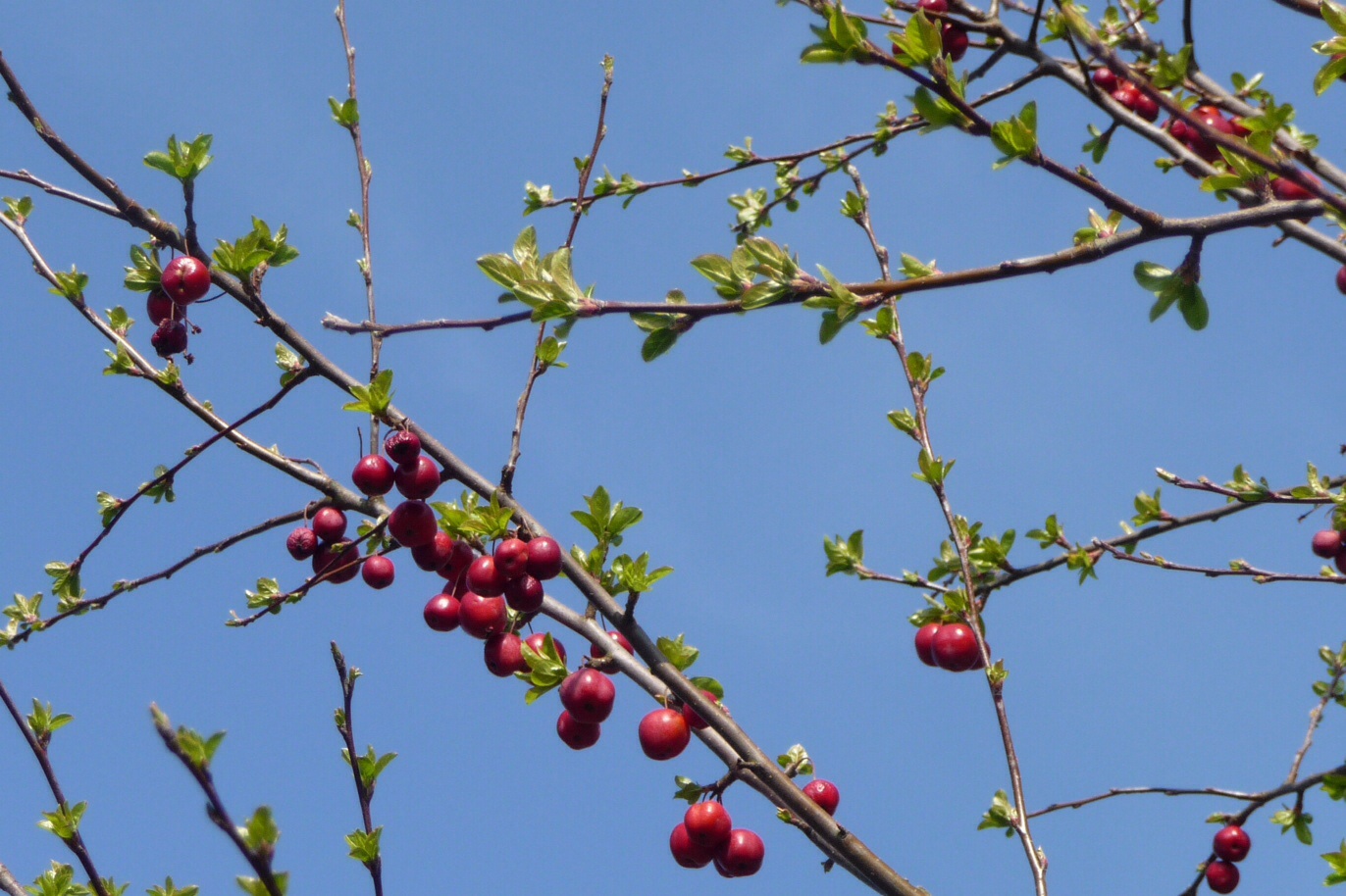 Rode bessen/appeltjes 3