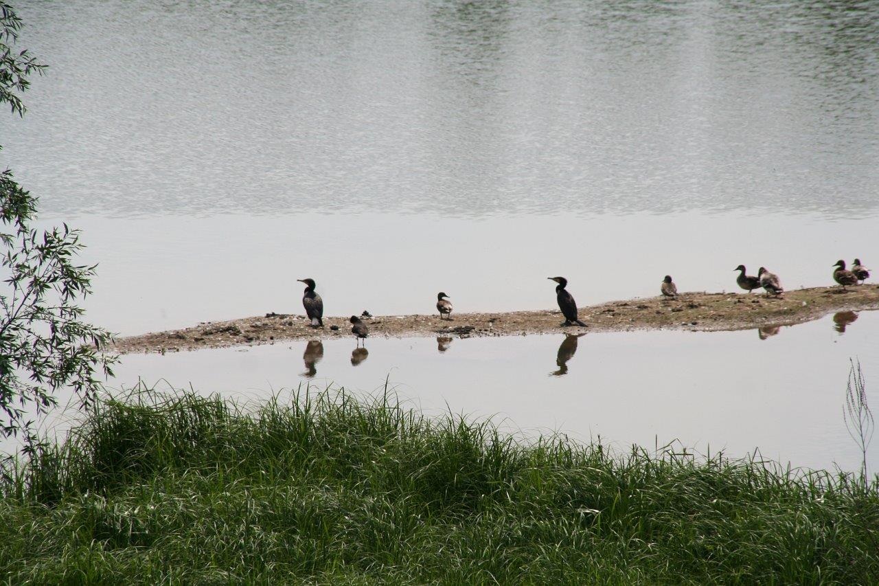 Vogels in de uiterwaarden 2