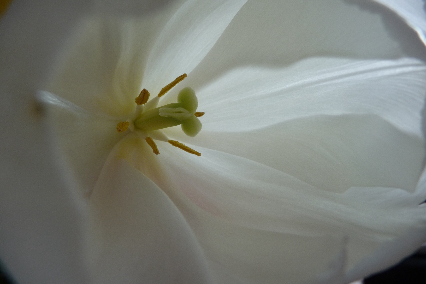 Tulp 2