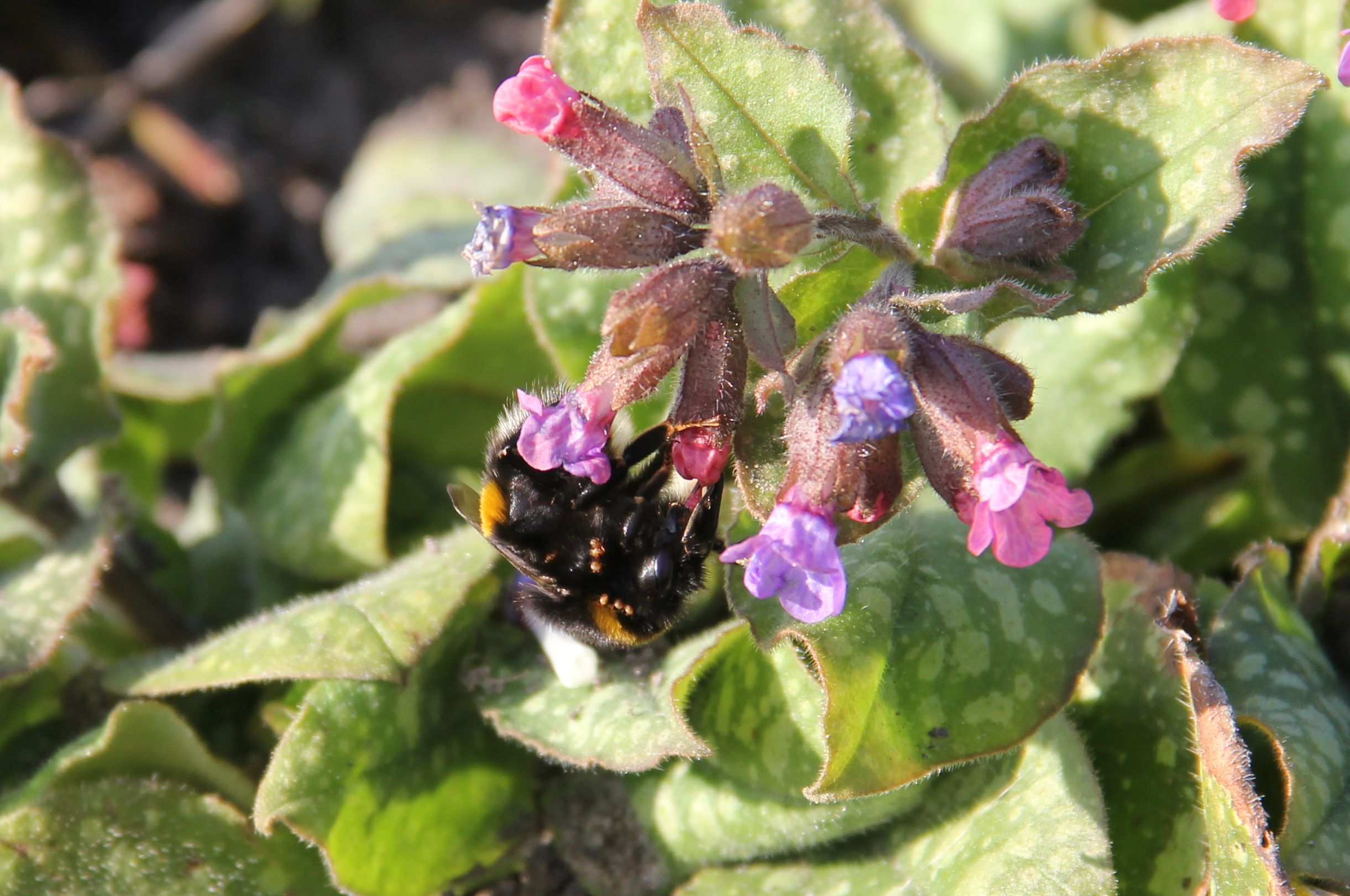 Aardhommel met mijten