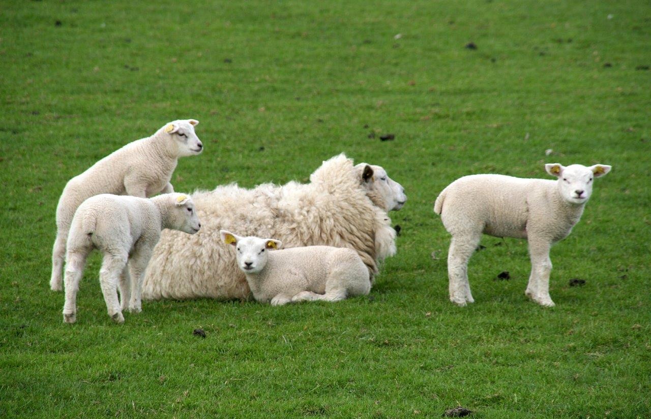 Lammetjes 2