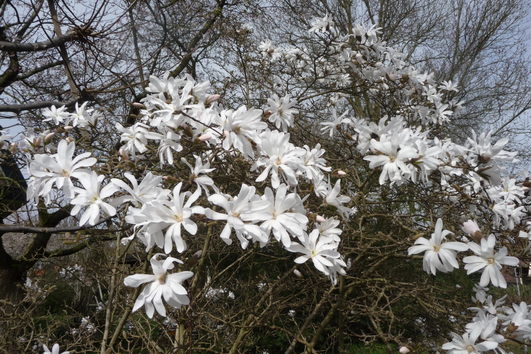 Magnolia boom