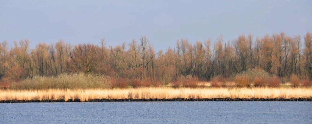Riet