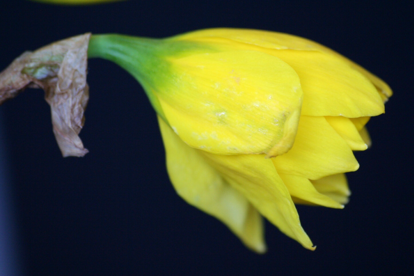 Narcis