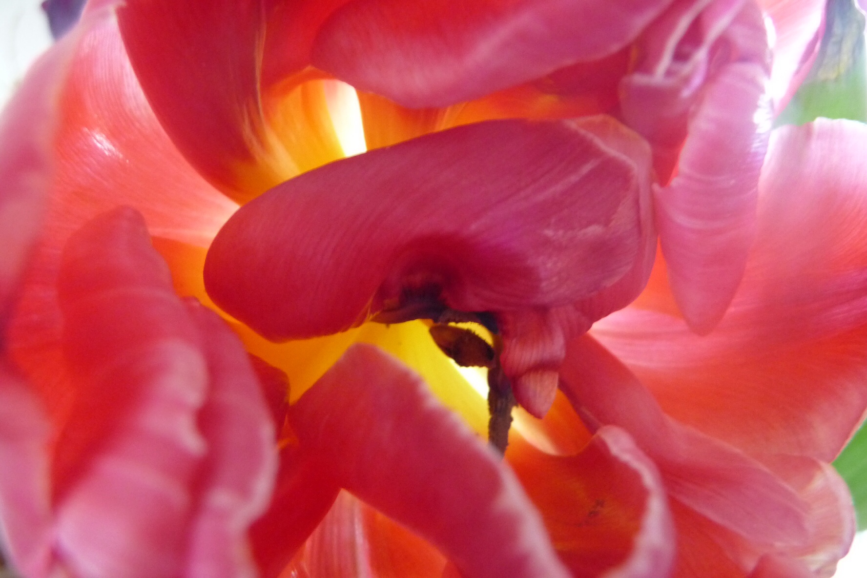 Tulphart