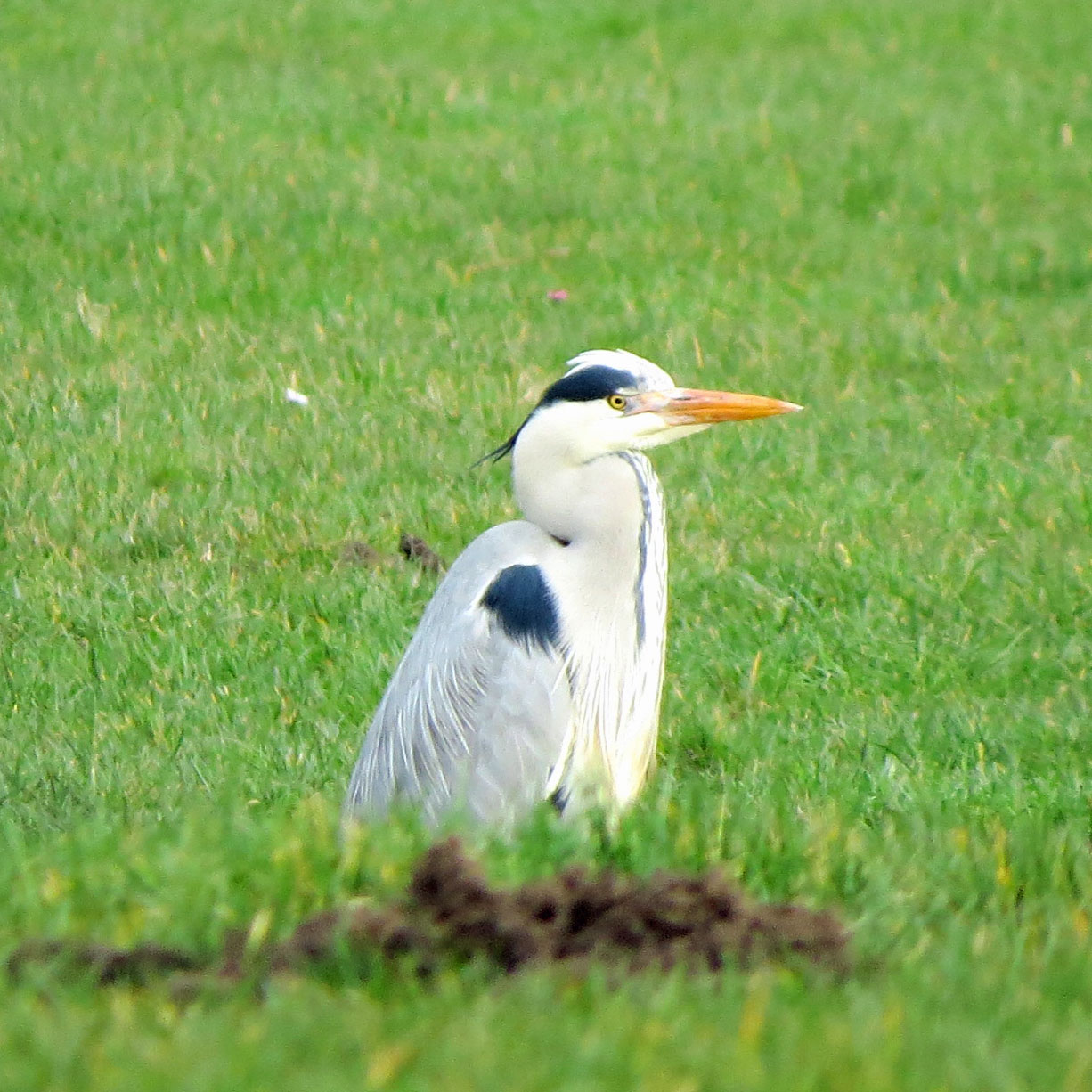 Blauwe reiger