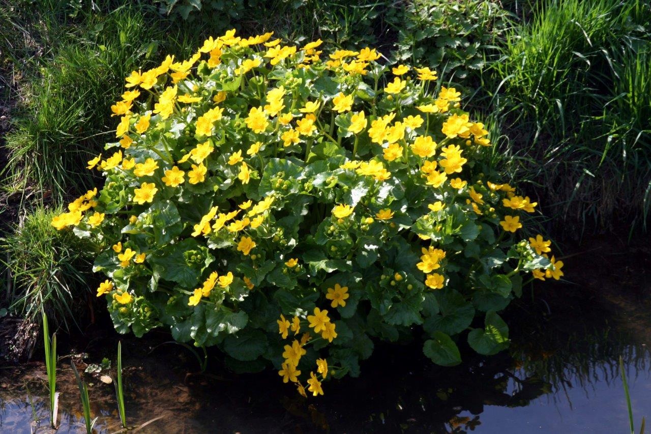Dotterbloemen 2