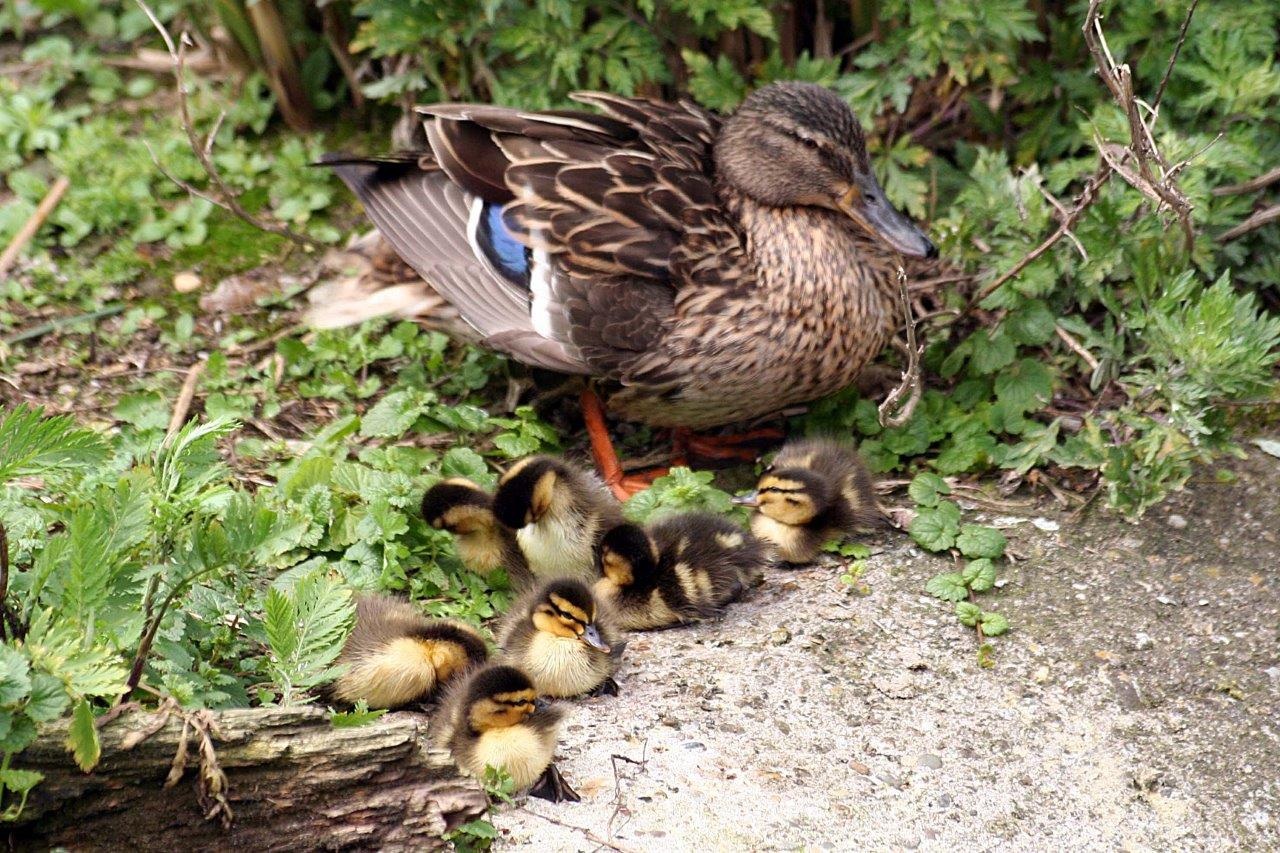 Eend met pulletjes 2