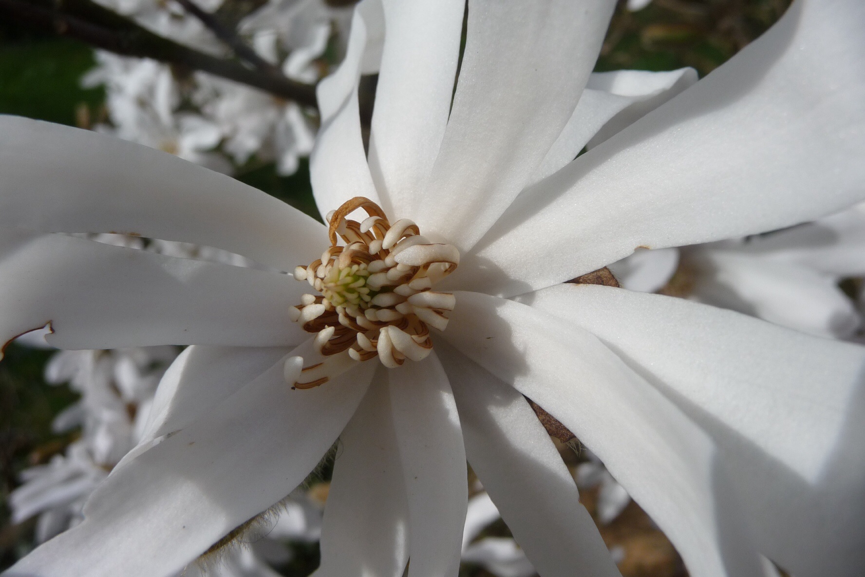 Magnolia 6