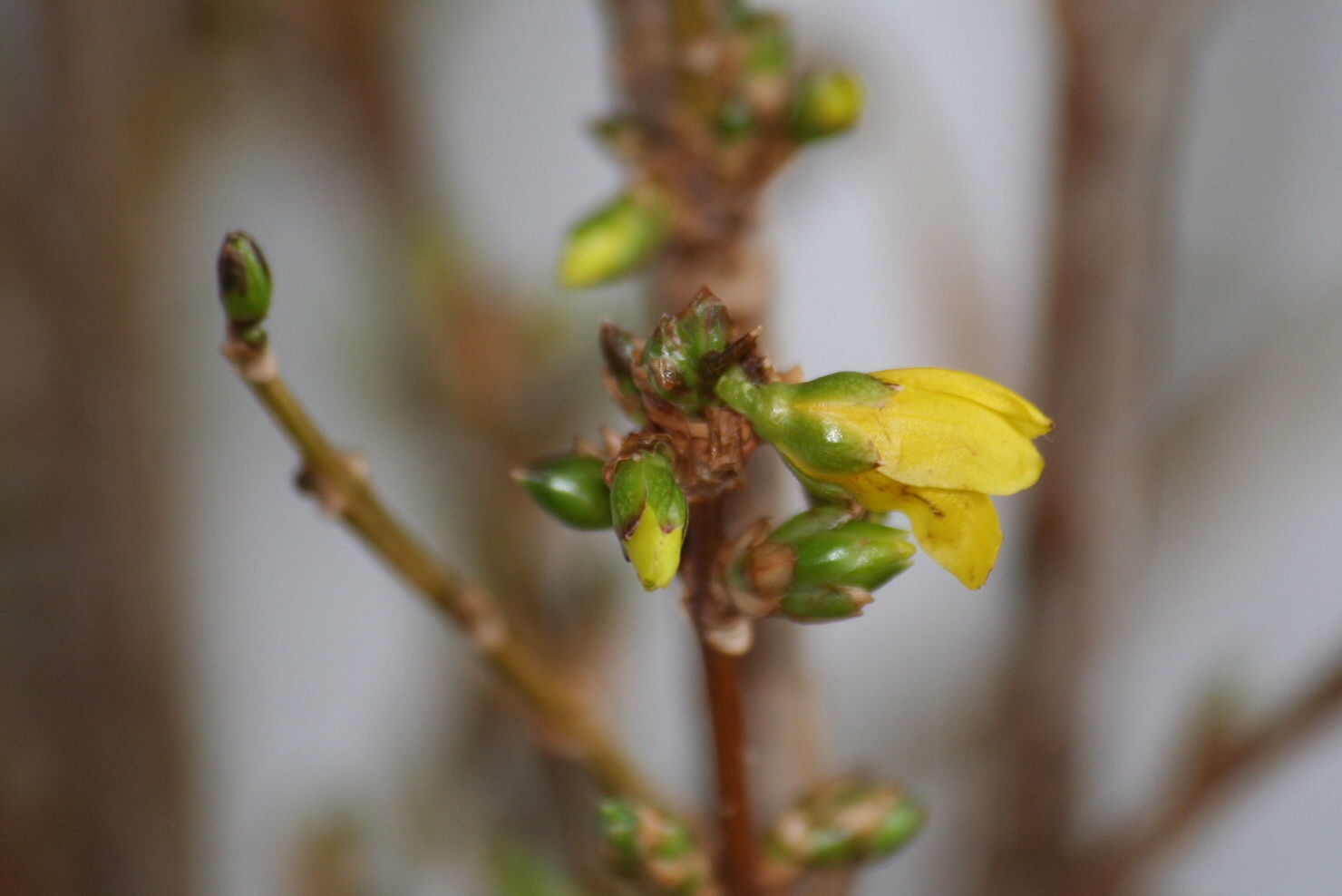 Forsythia
