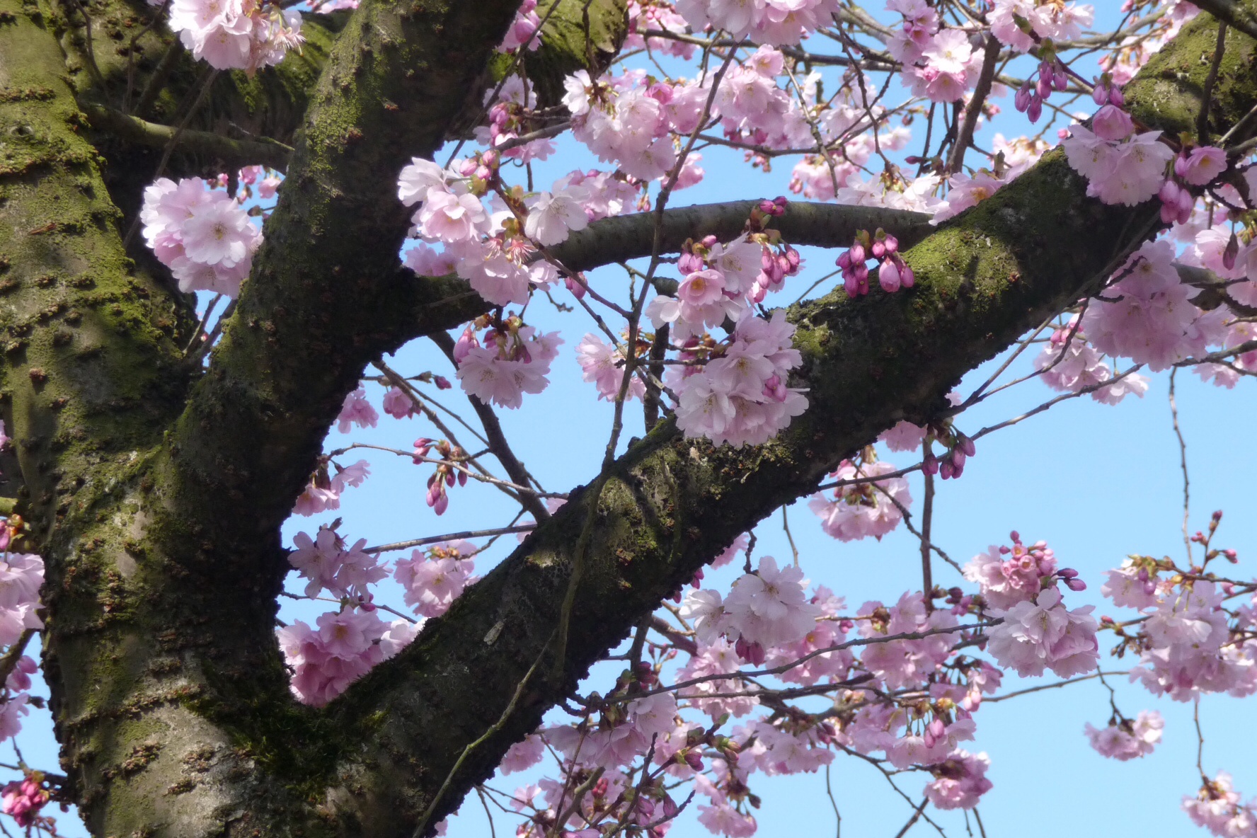 Roze bloesem 6