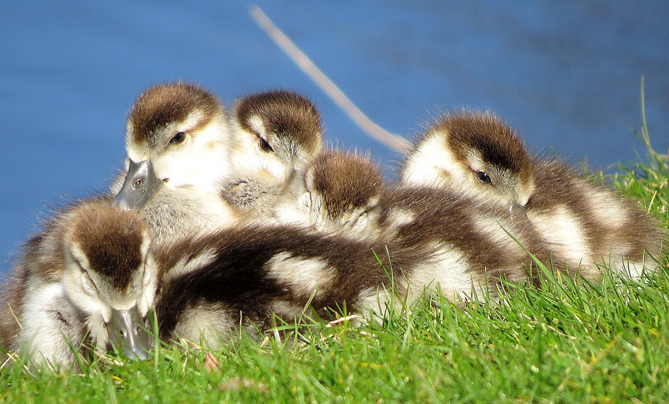 Bundeltje jonge nijlganzen