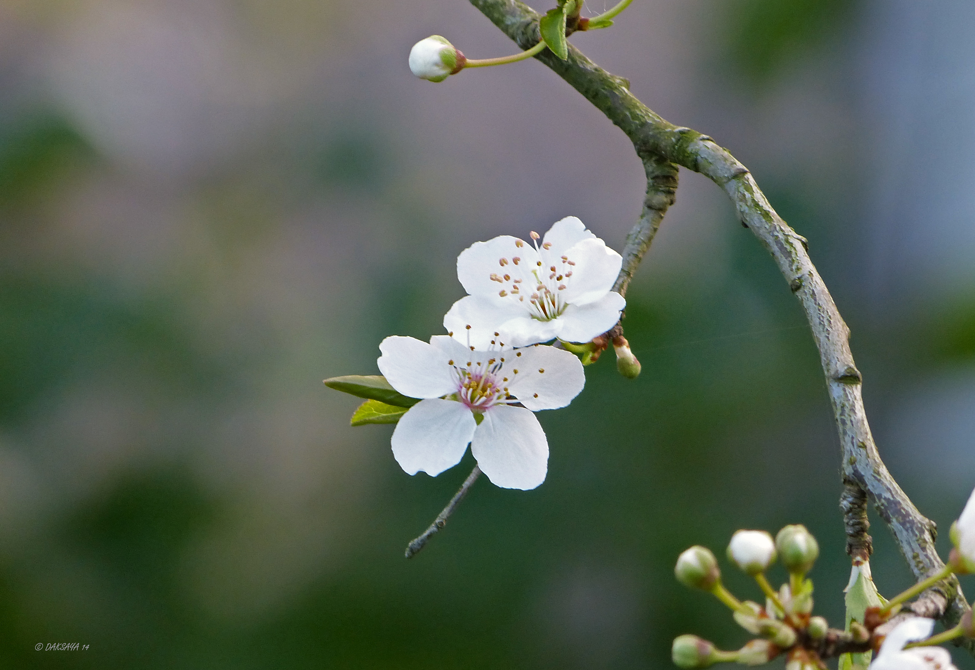 Witte bloesem