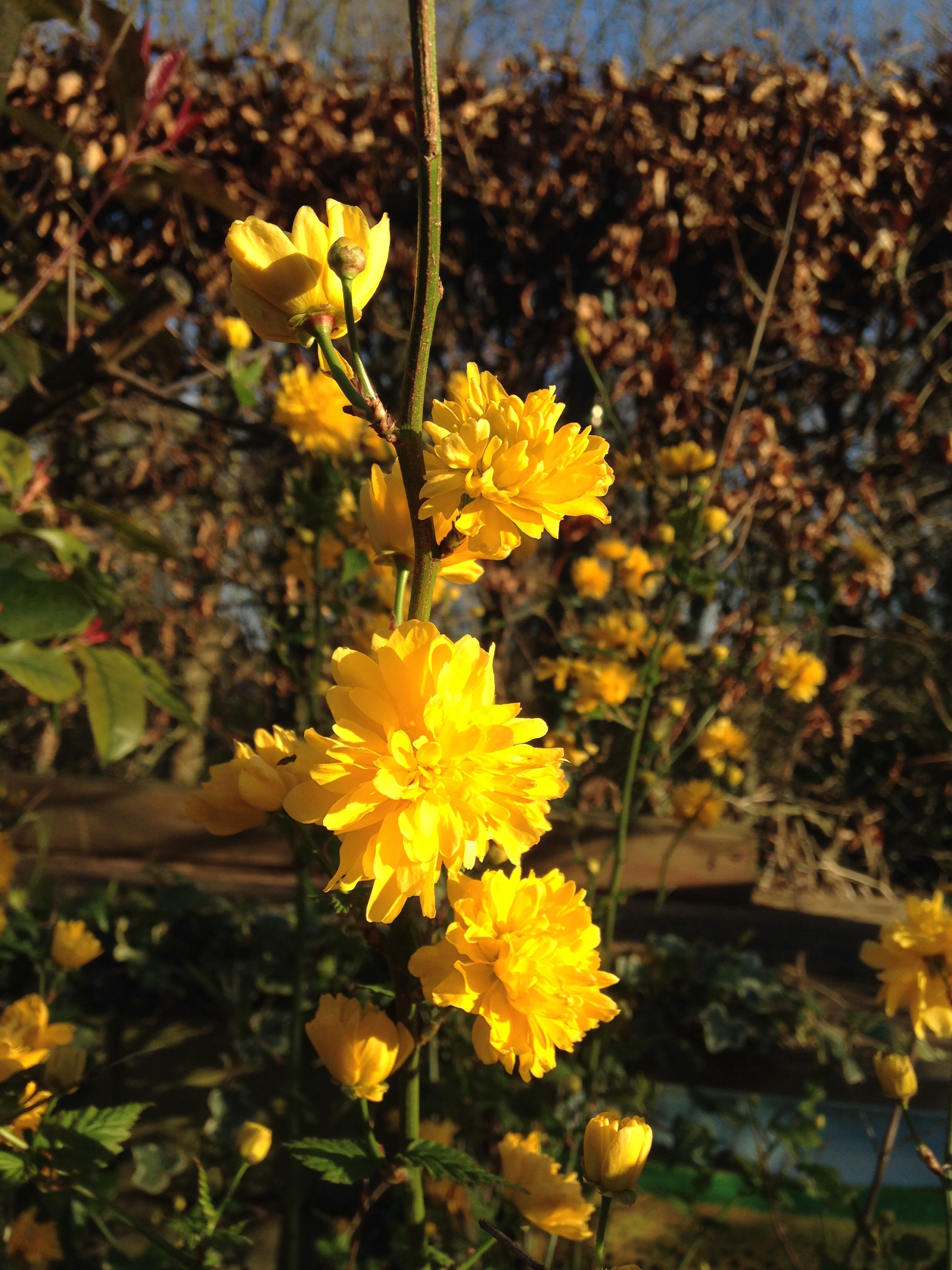 Kerria Japonica