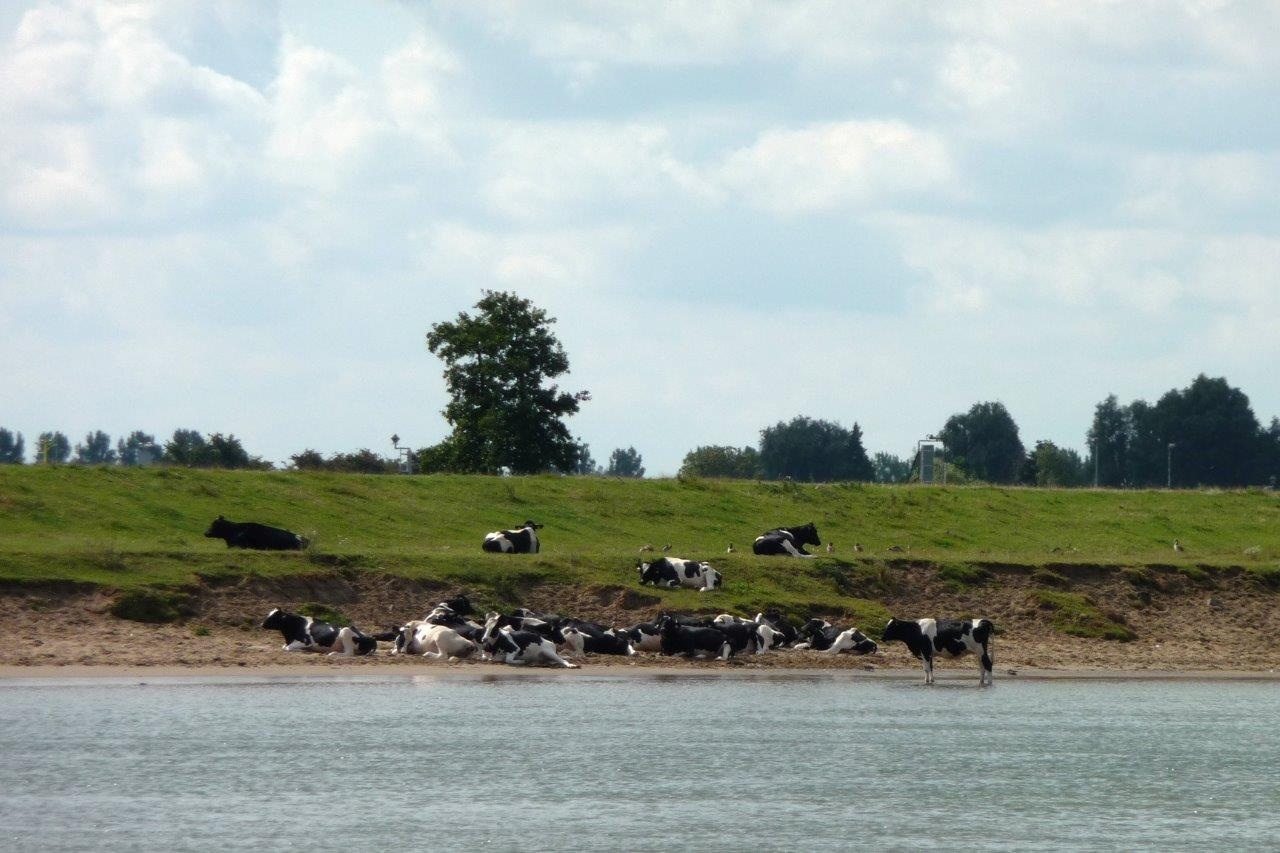 Koeien langs de Lek