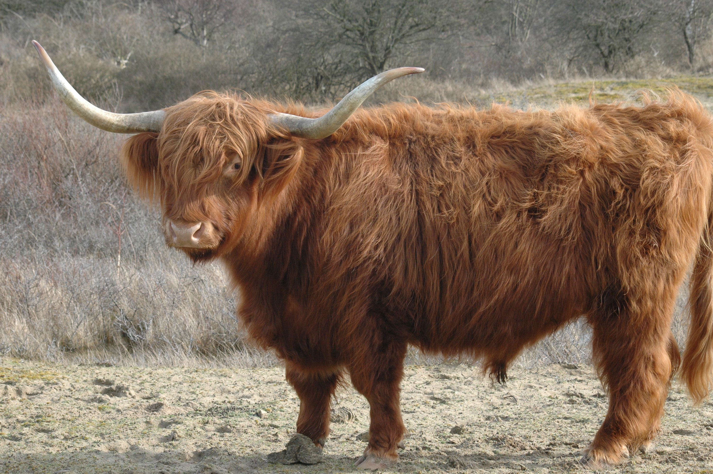 Hooglander