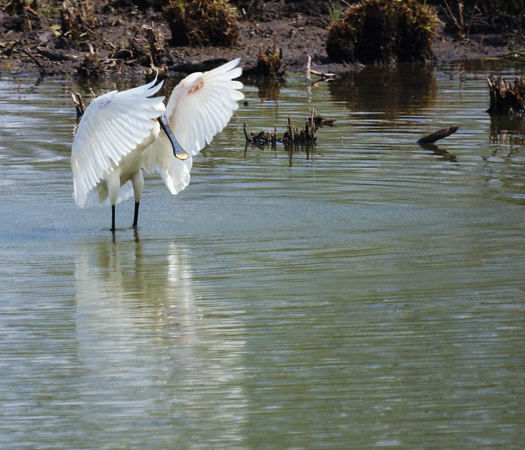 even de vleugels oefenen