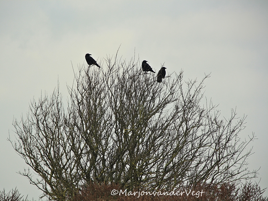 Alle neuzen dezelfde kant op