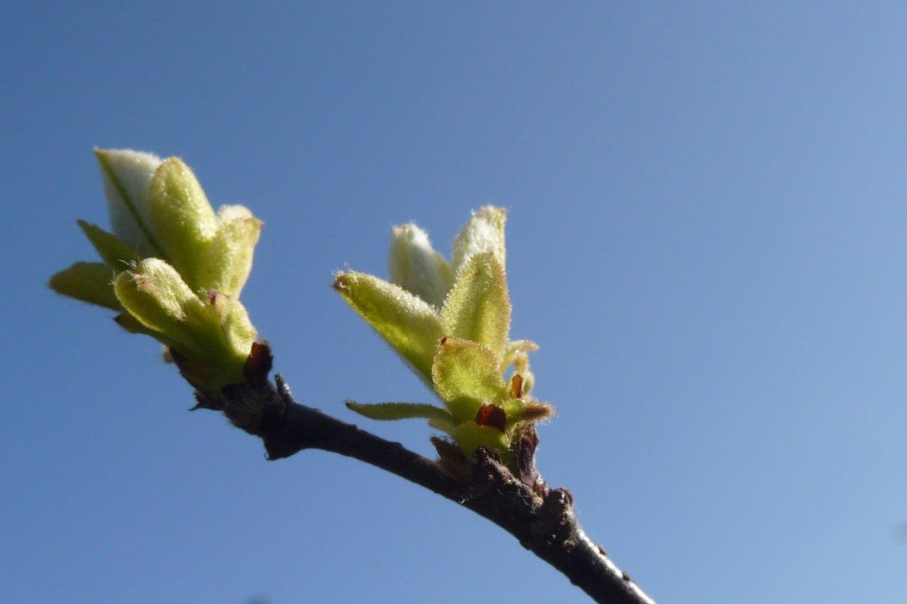 Jong blad 3
