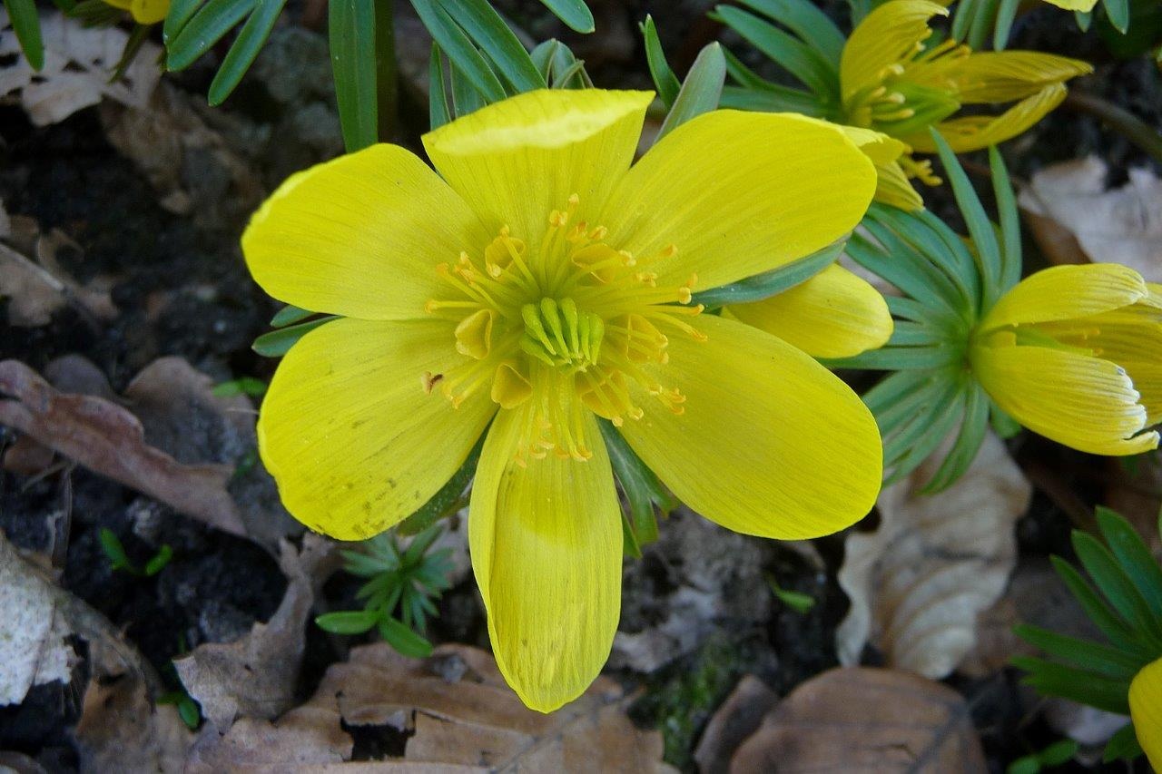 Winterakoniet