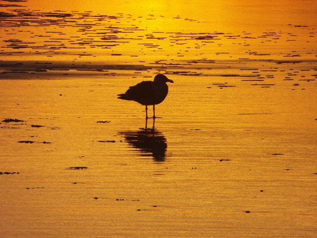 Meeuw in gouden gloed van zonsondergang