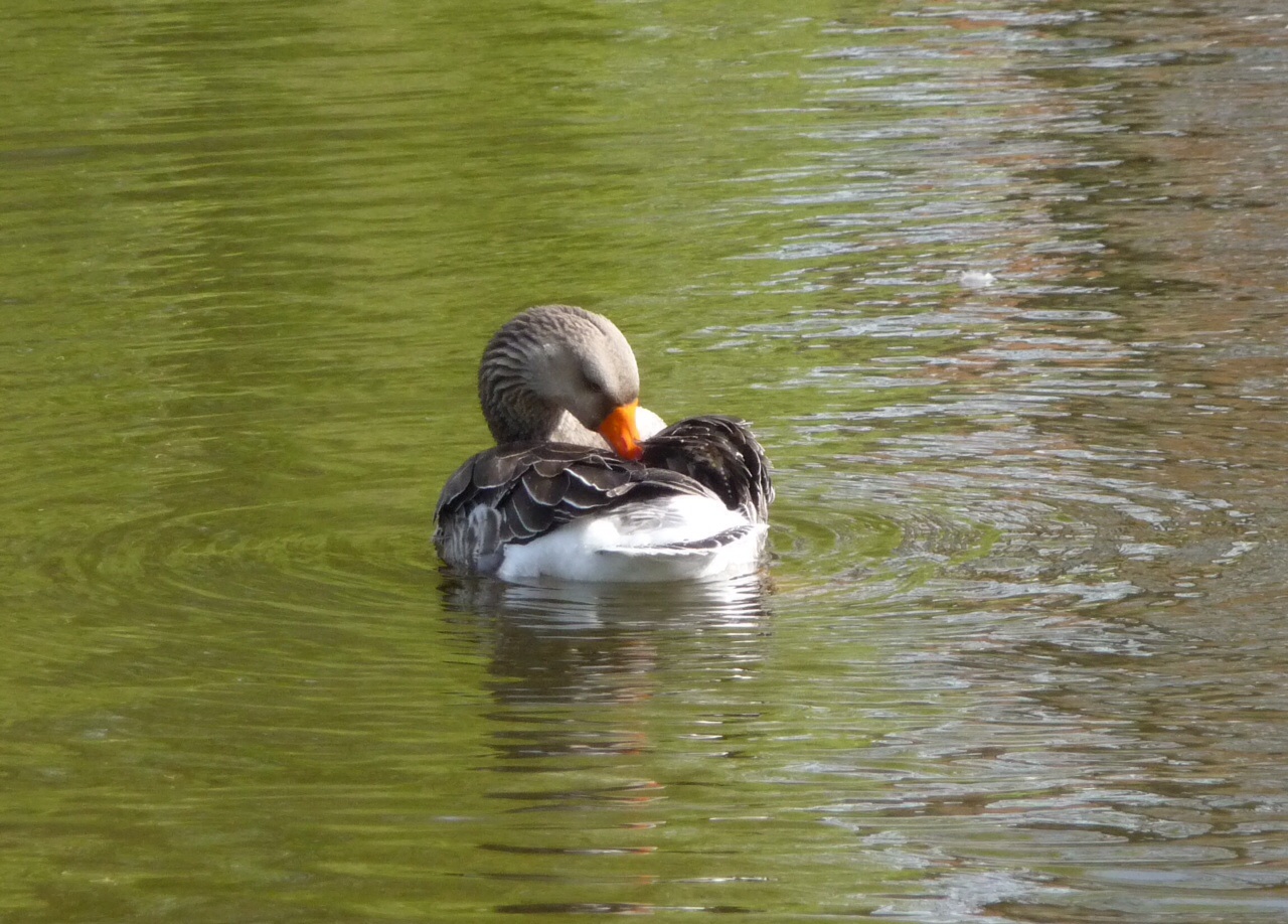 Gans
