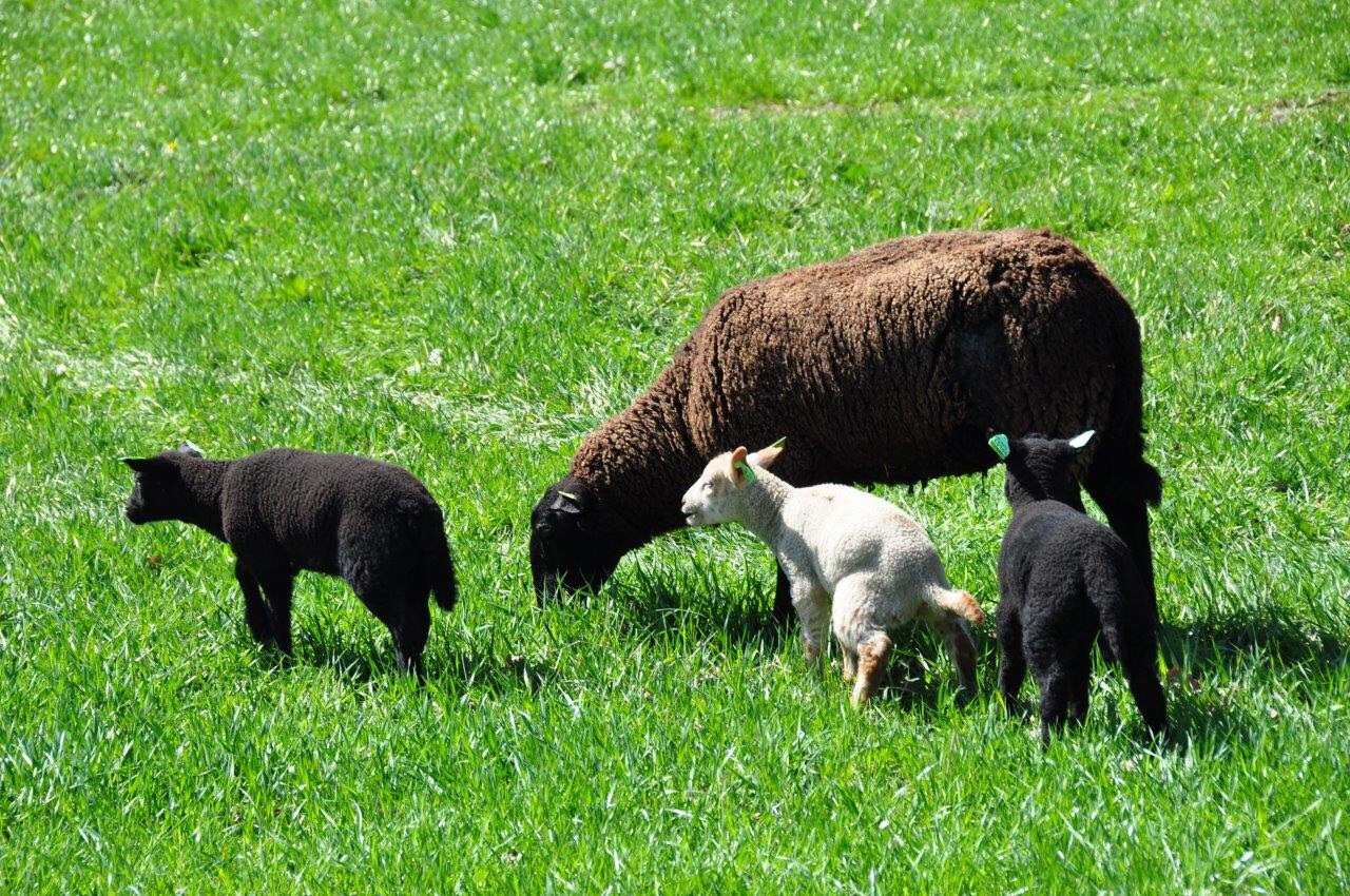 Zwart en witte schapen
