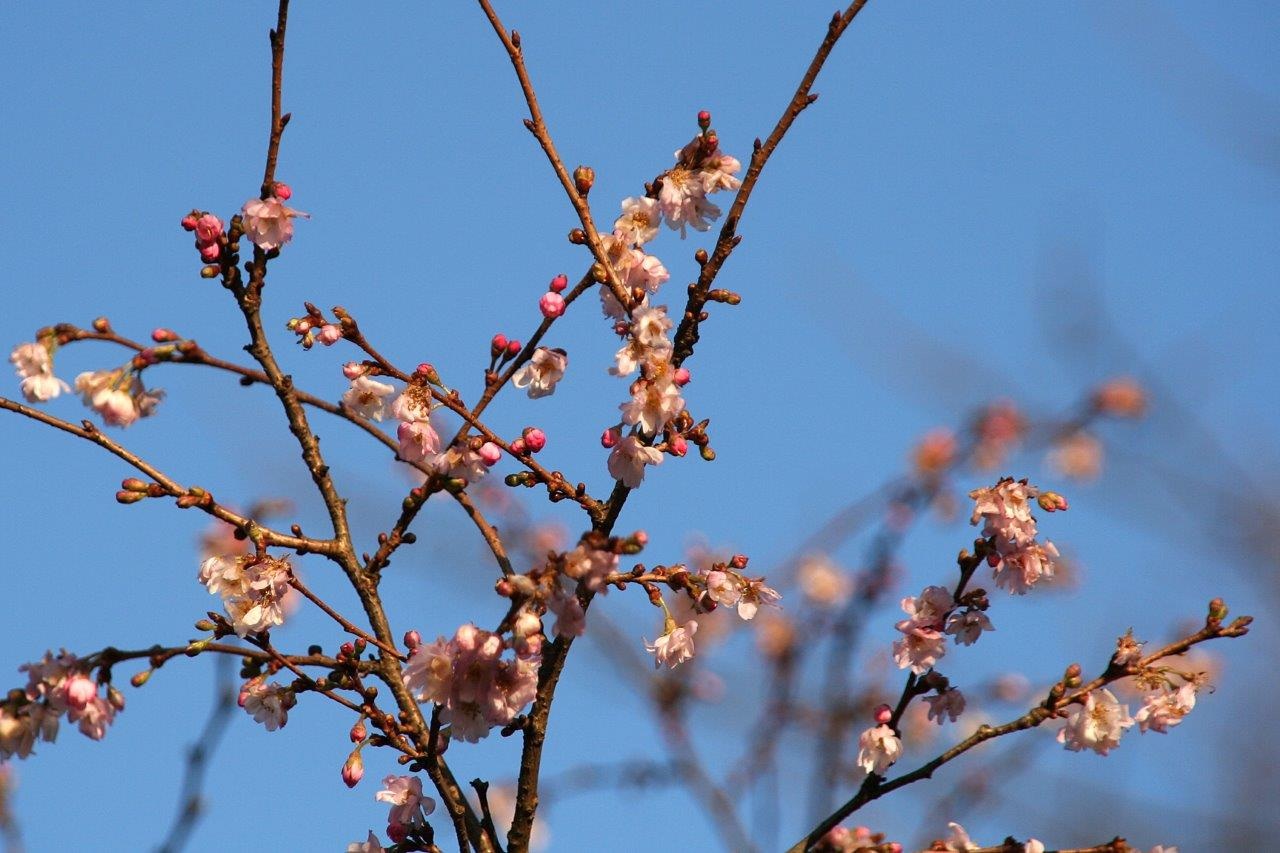 Roze bloesem