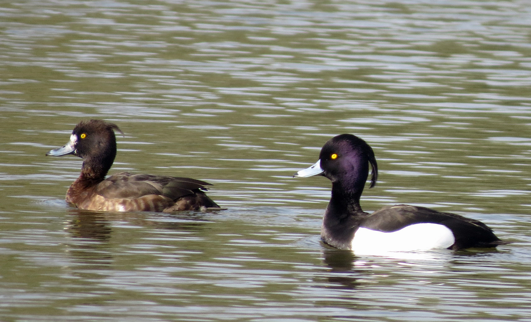 Dhr. en Mevr. Kuifeend