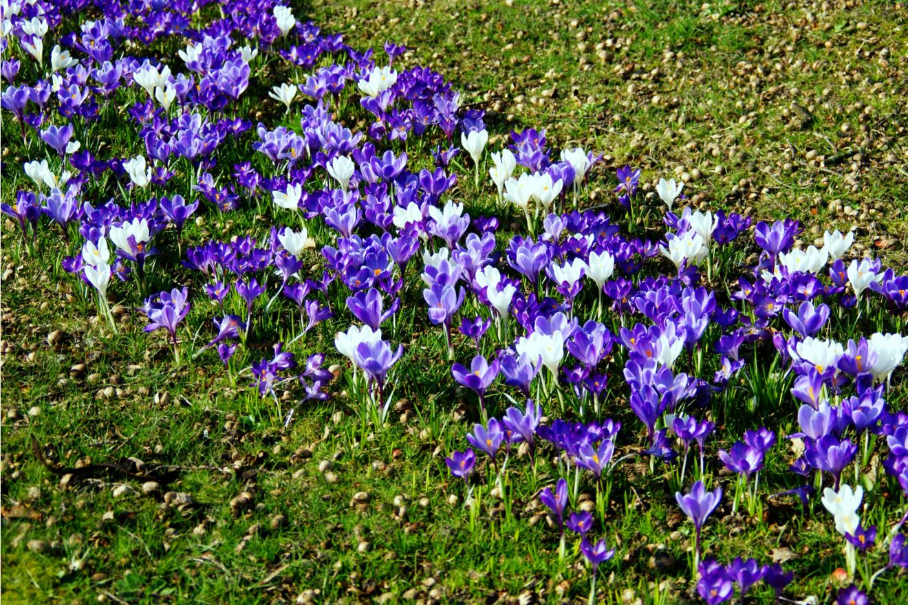 gemengd veldje krokussen