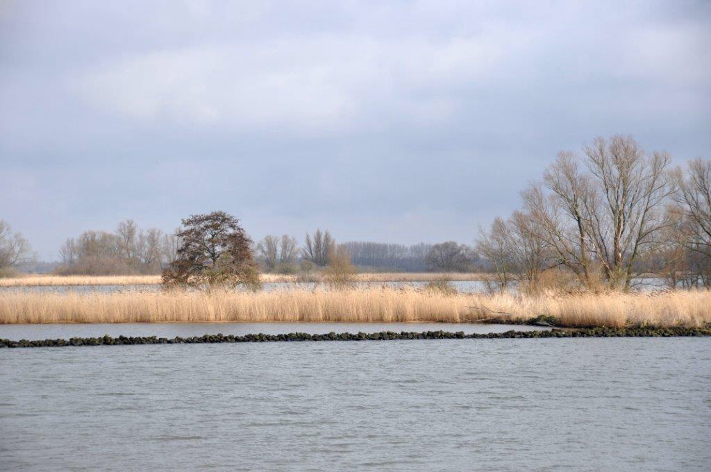 Riet 2