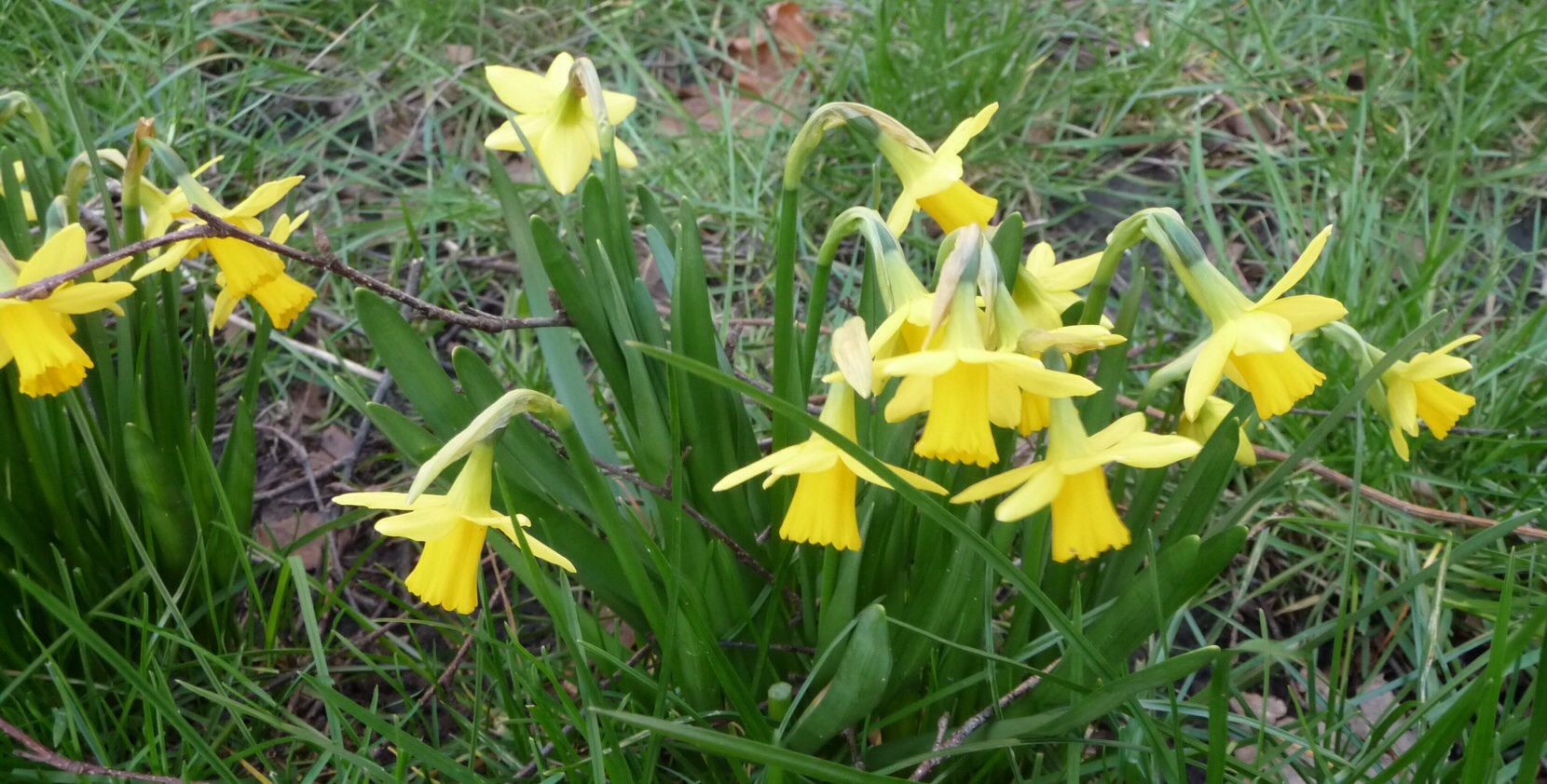 Narcissen