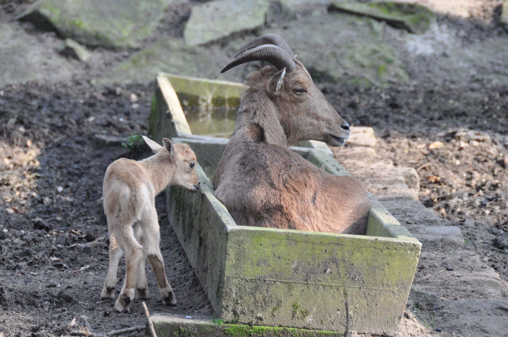 Steenbok in voerbak