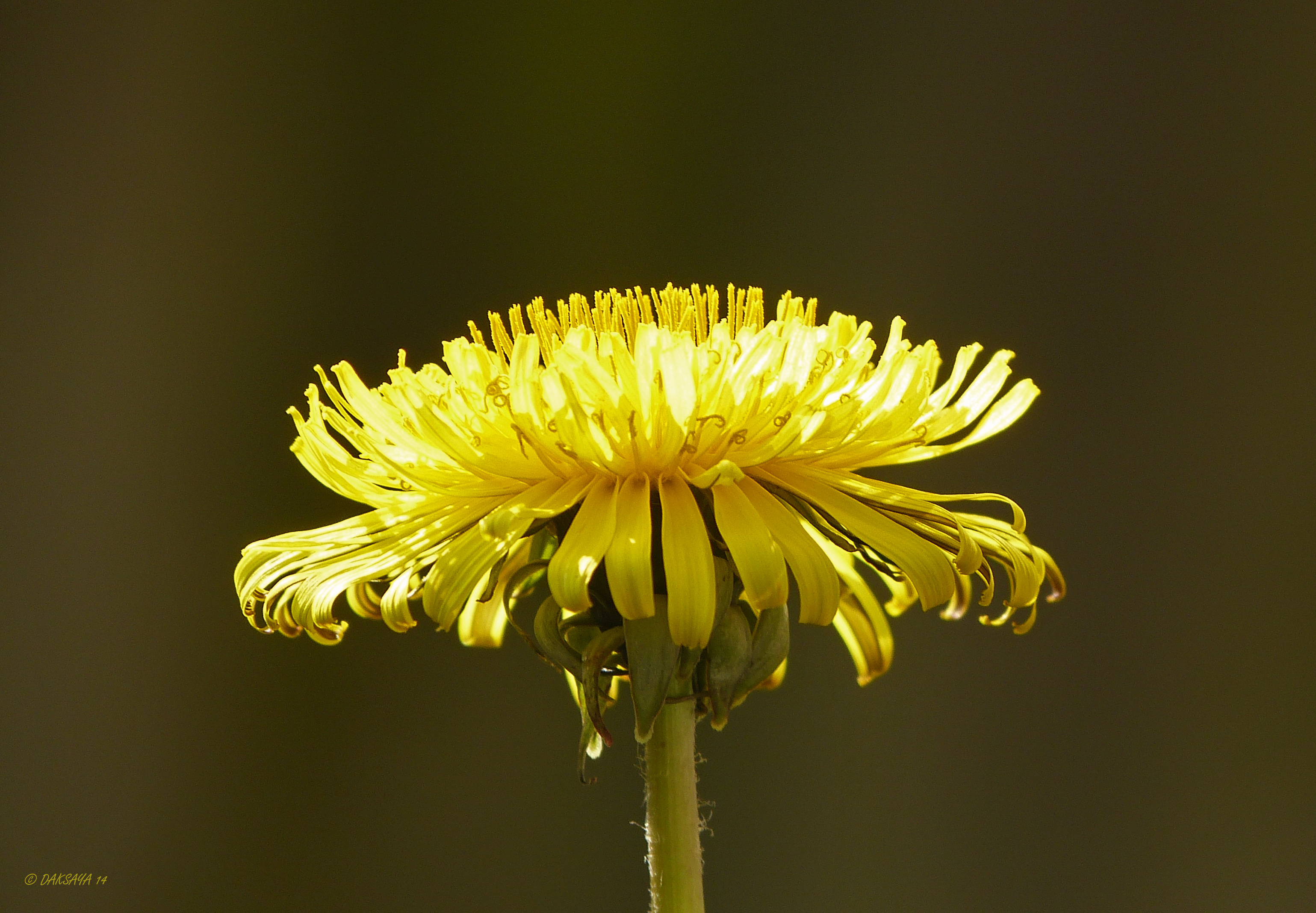 Paardenbloem