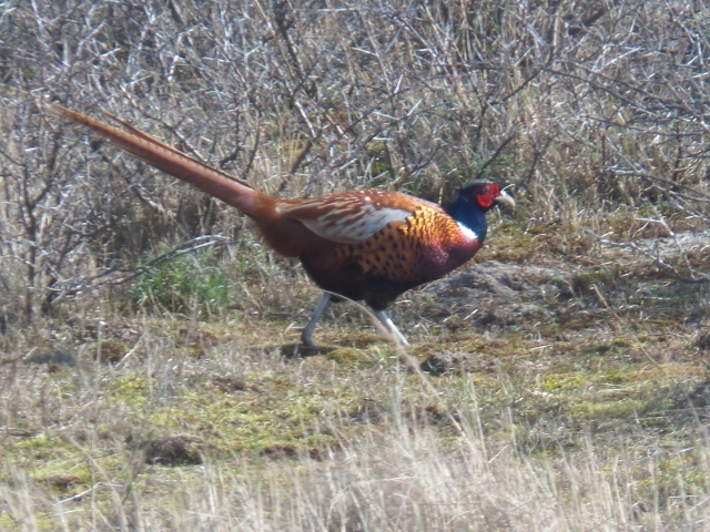 Fazant in de duinen bij Monster