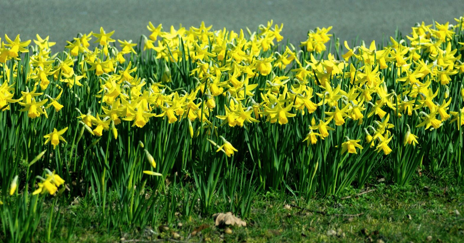narcissen