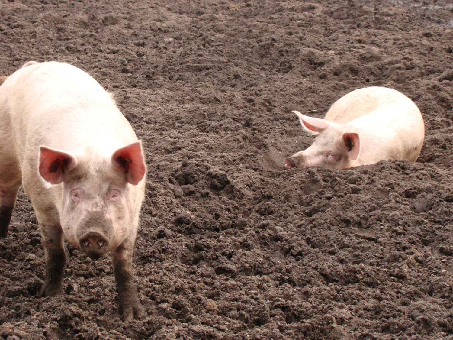 Varkens  genieten van het voorjaar