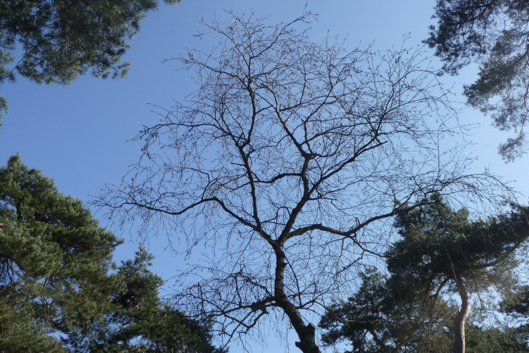 Blauwe lucht 3